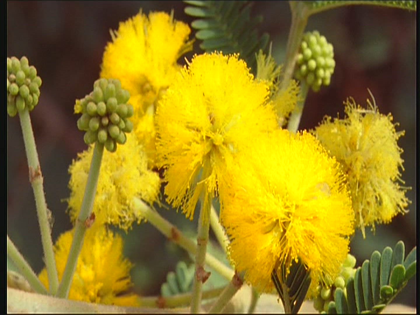 811000461 / Acacia / Blossom / Senegal