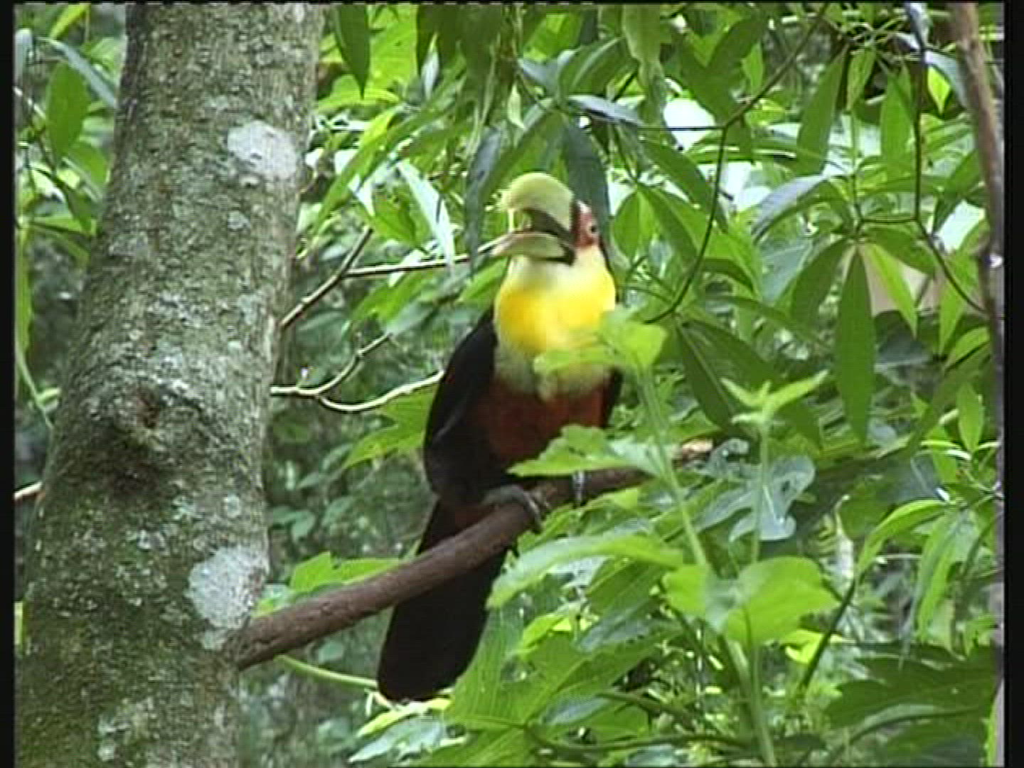 267815562 / Toucan / Brazil