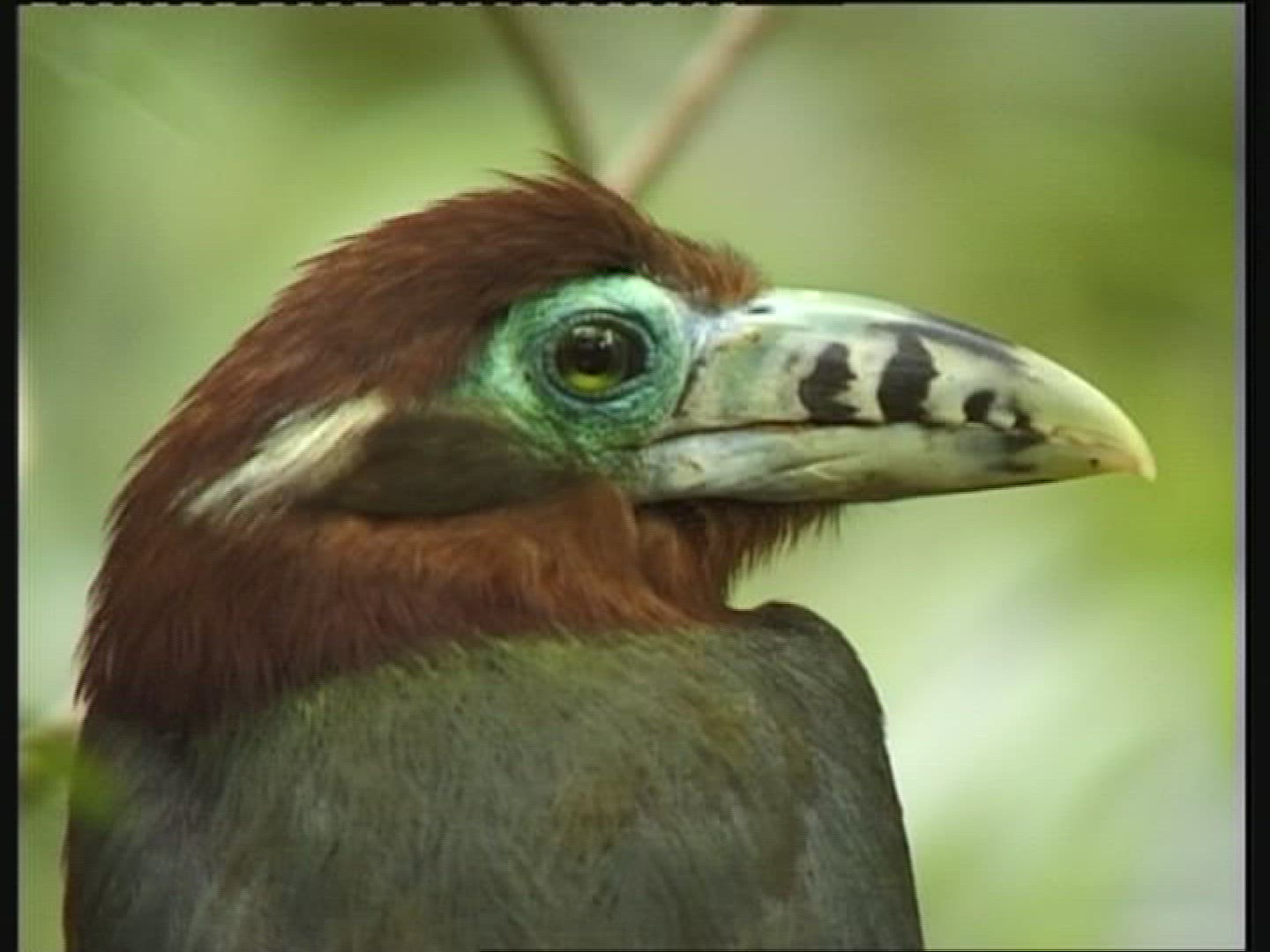 244161879 / Parrot / Amazon River