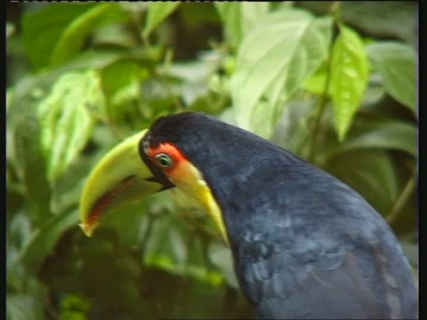 133963873 / Toucan / Brazil