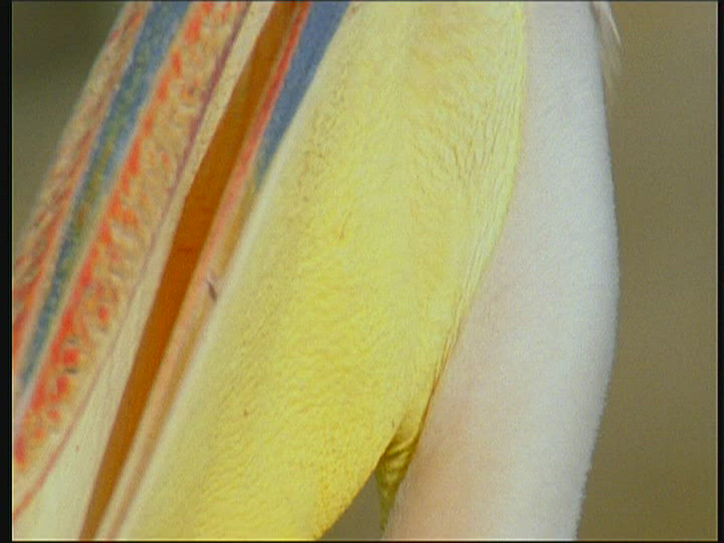 104708787 / Eastern White Pelican / Resting / Senegal