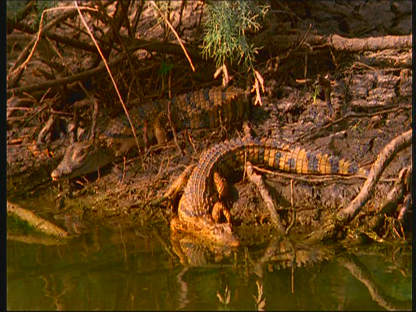 917700397 / Nile Crocodile / Senegal