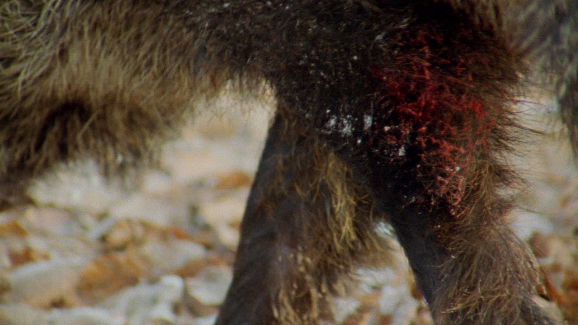 295764659 / Male Wild Boar / Wild Boar / Injury