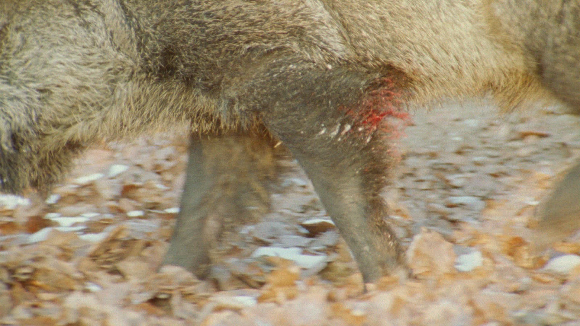 112803592 / Male Wild Boar / Wild Boar / Injury