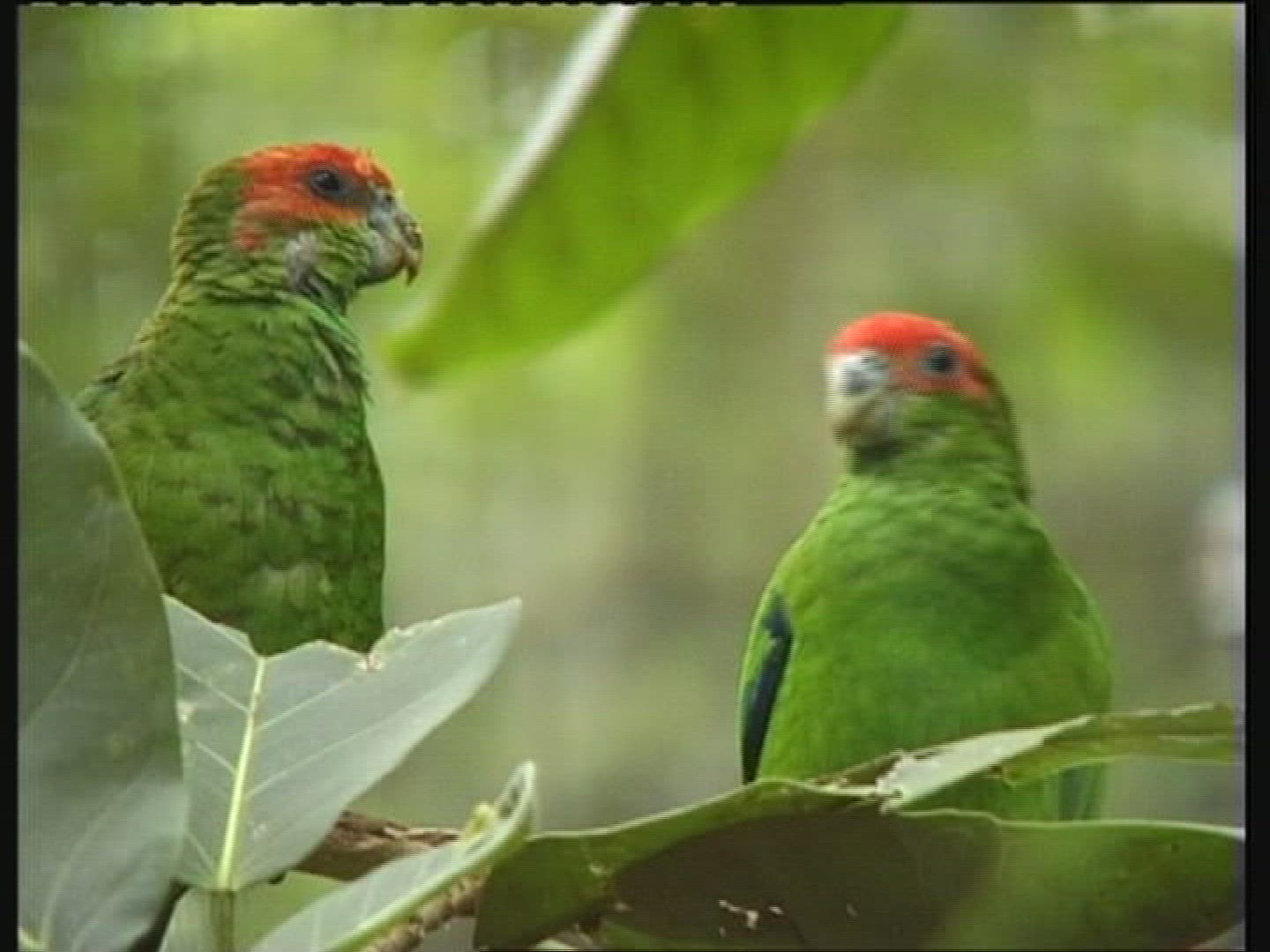 664151251 / Parrot / Amazon River