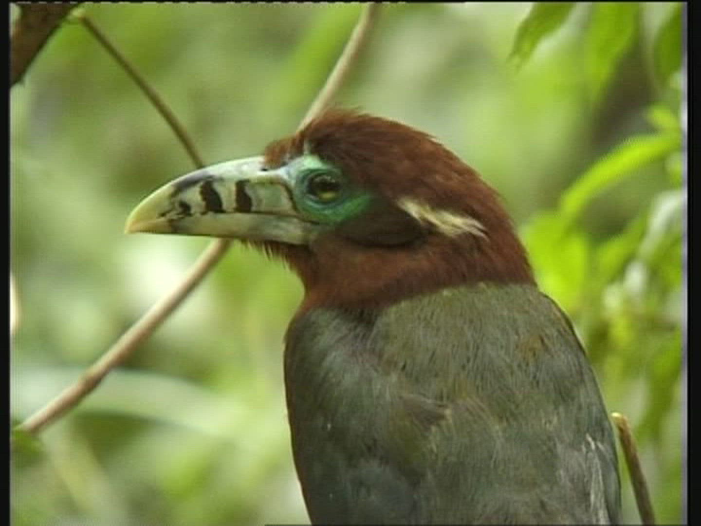 467407633 / Parrot / Amazon River