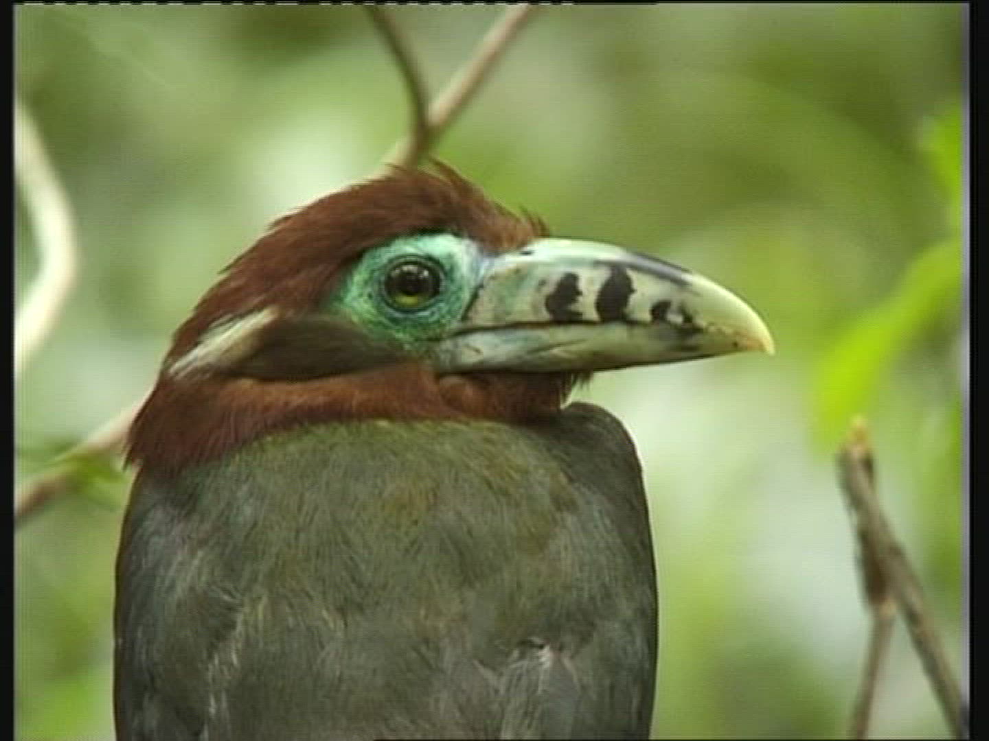 985342819 / Parrot / Amazon River