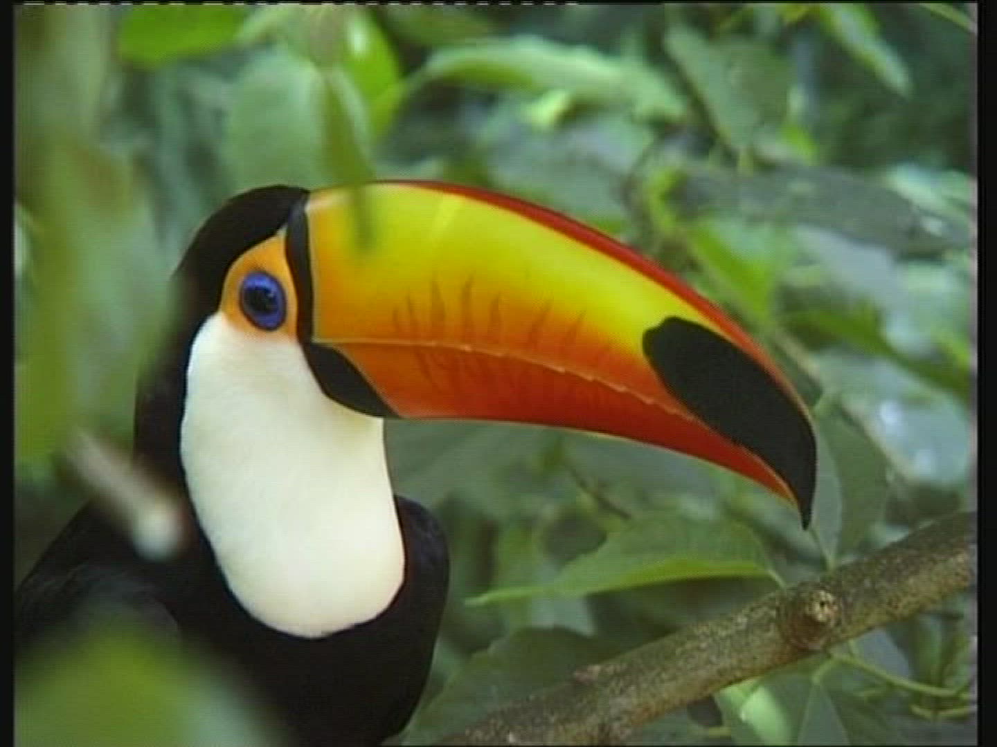 280777025 / Toucan / Brazil