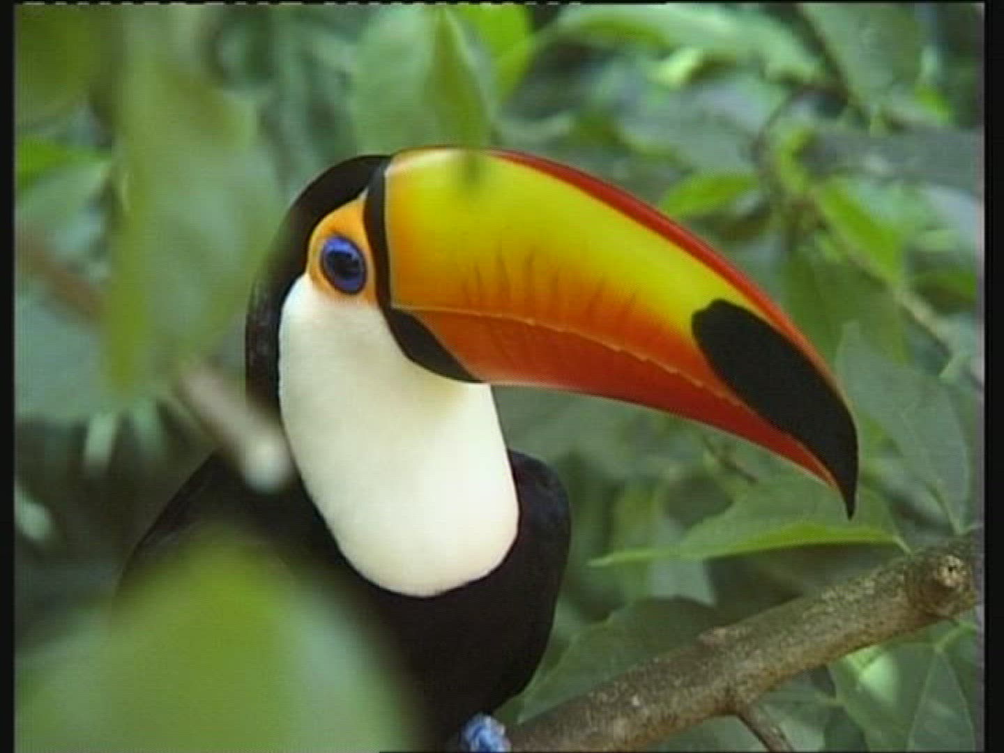 297692972 / Toucan / Brazil
