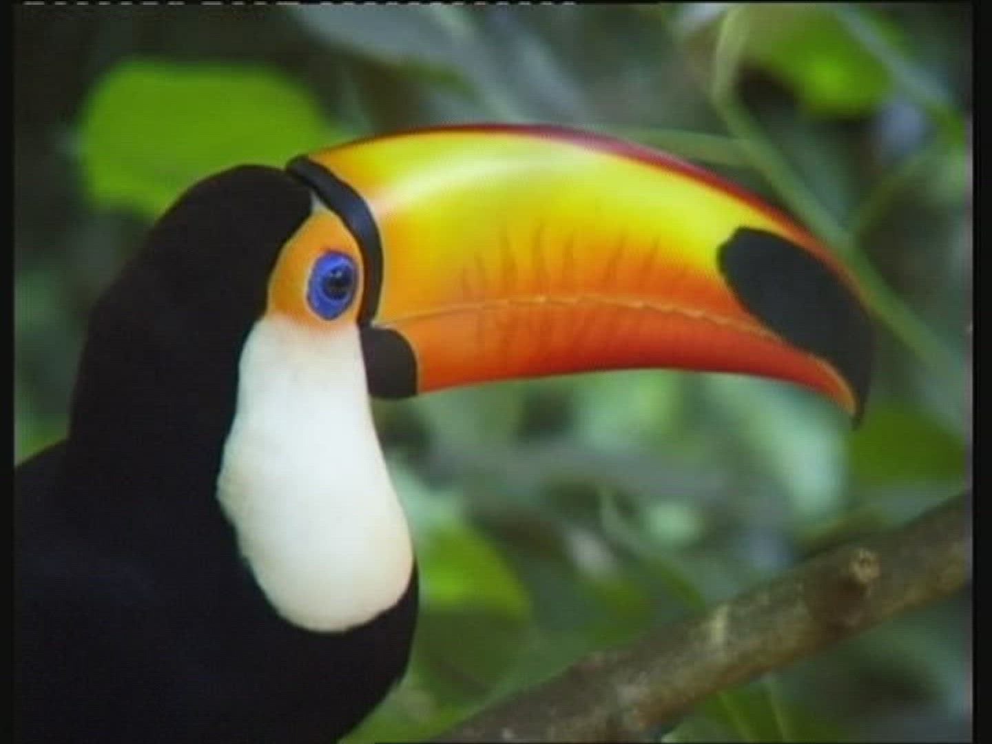 464045253 / Toucan / Brazil