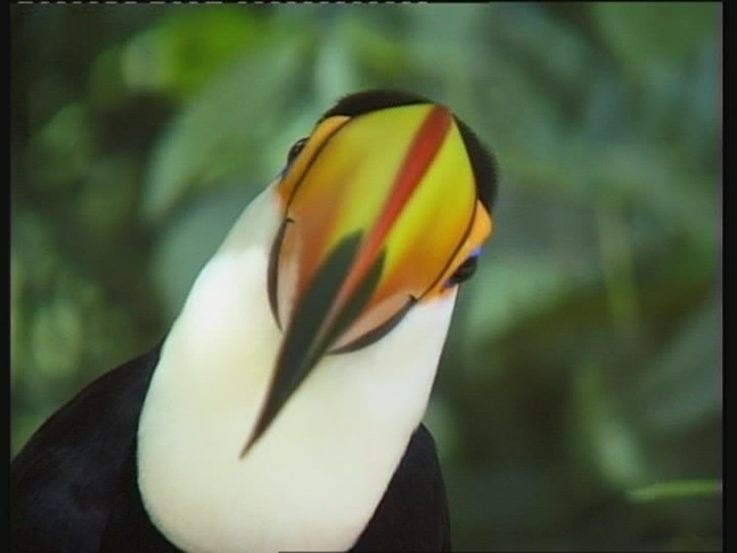 947270918 / Toucan / Brazil