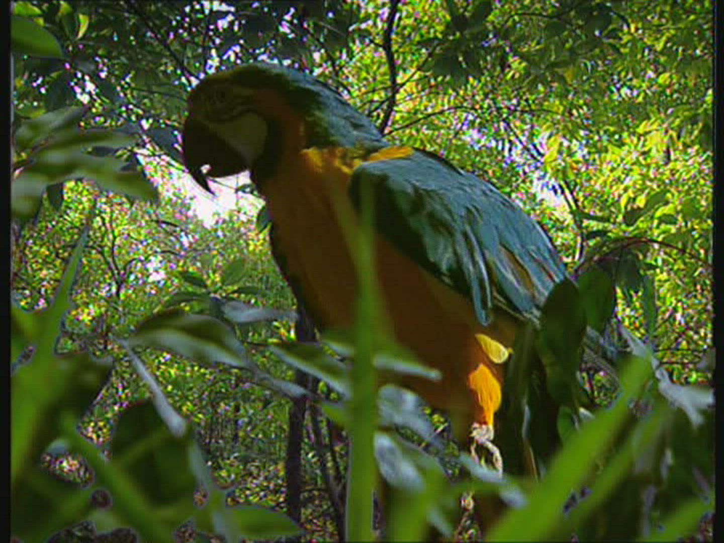 274222205 / Parrot / Macaw