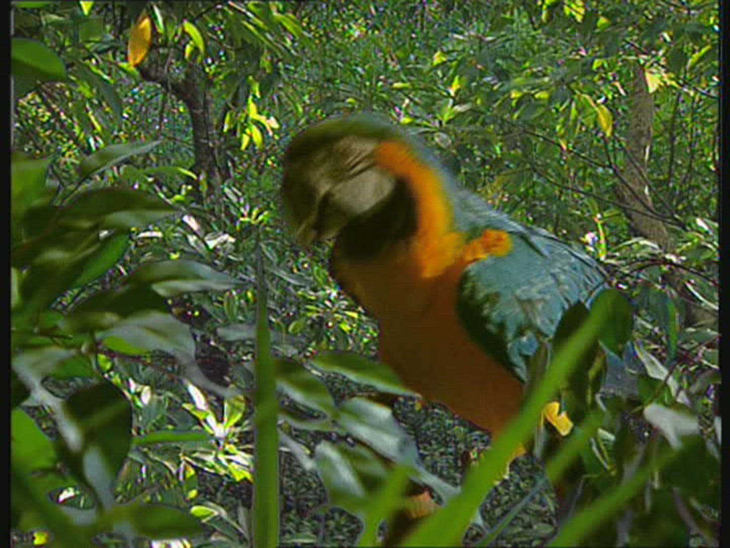970127942 / Parrot / Macaw