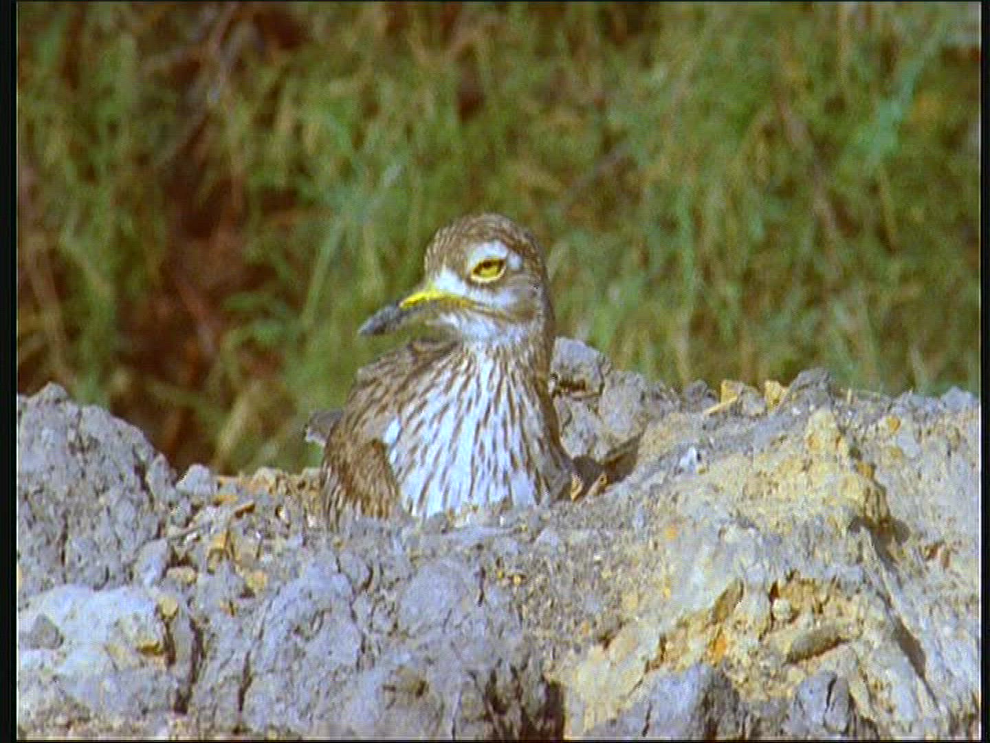 959556688 / Senegal Thick-knee / Senegal