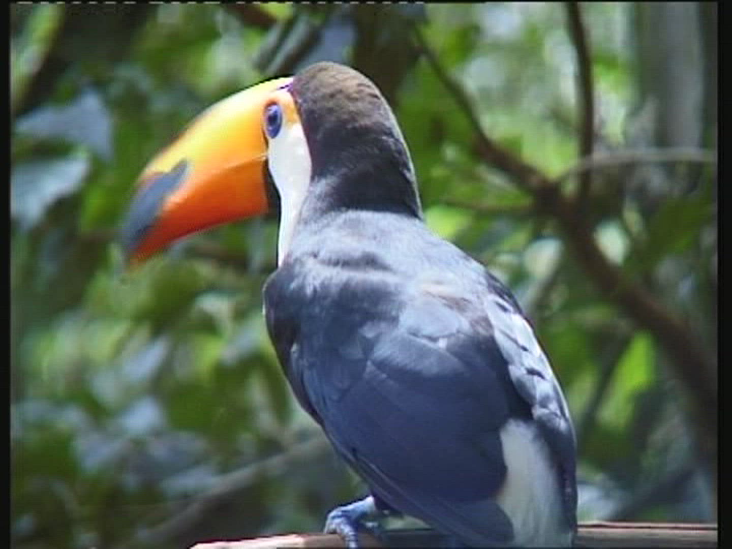 250590732 / Toucan / Brazil