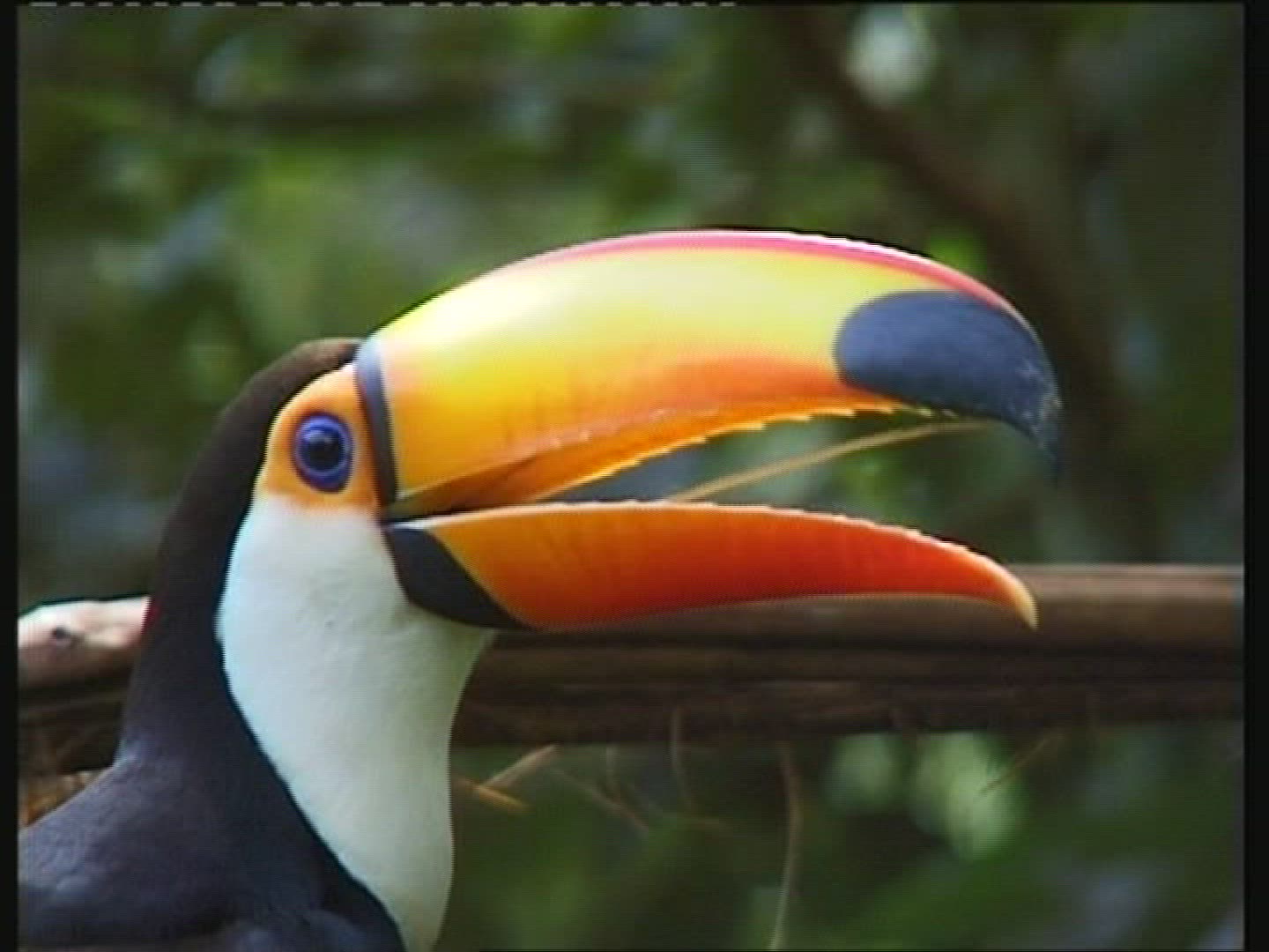 976821029 / Toucan / Brazil