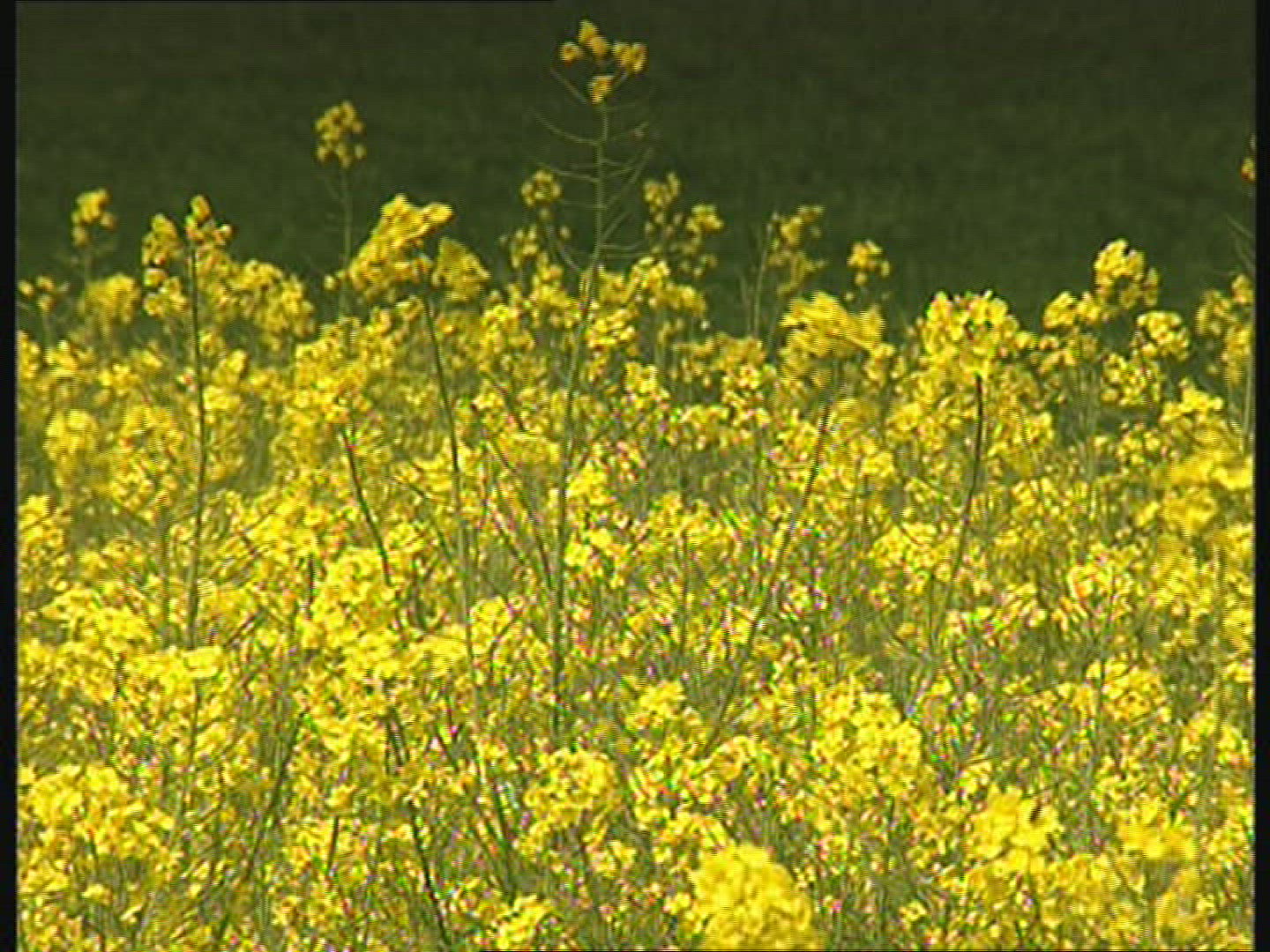 299852435 / Flower / Summer