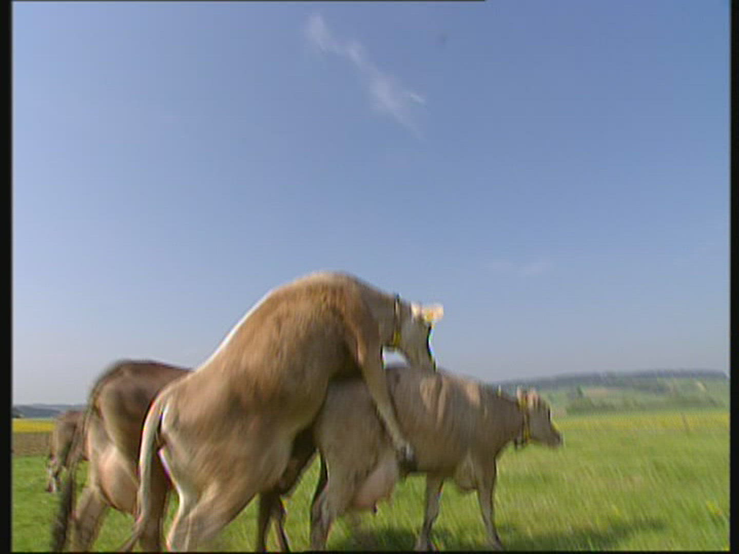 397770334 / Cow / Cattle / Allgaeu