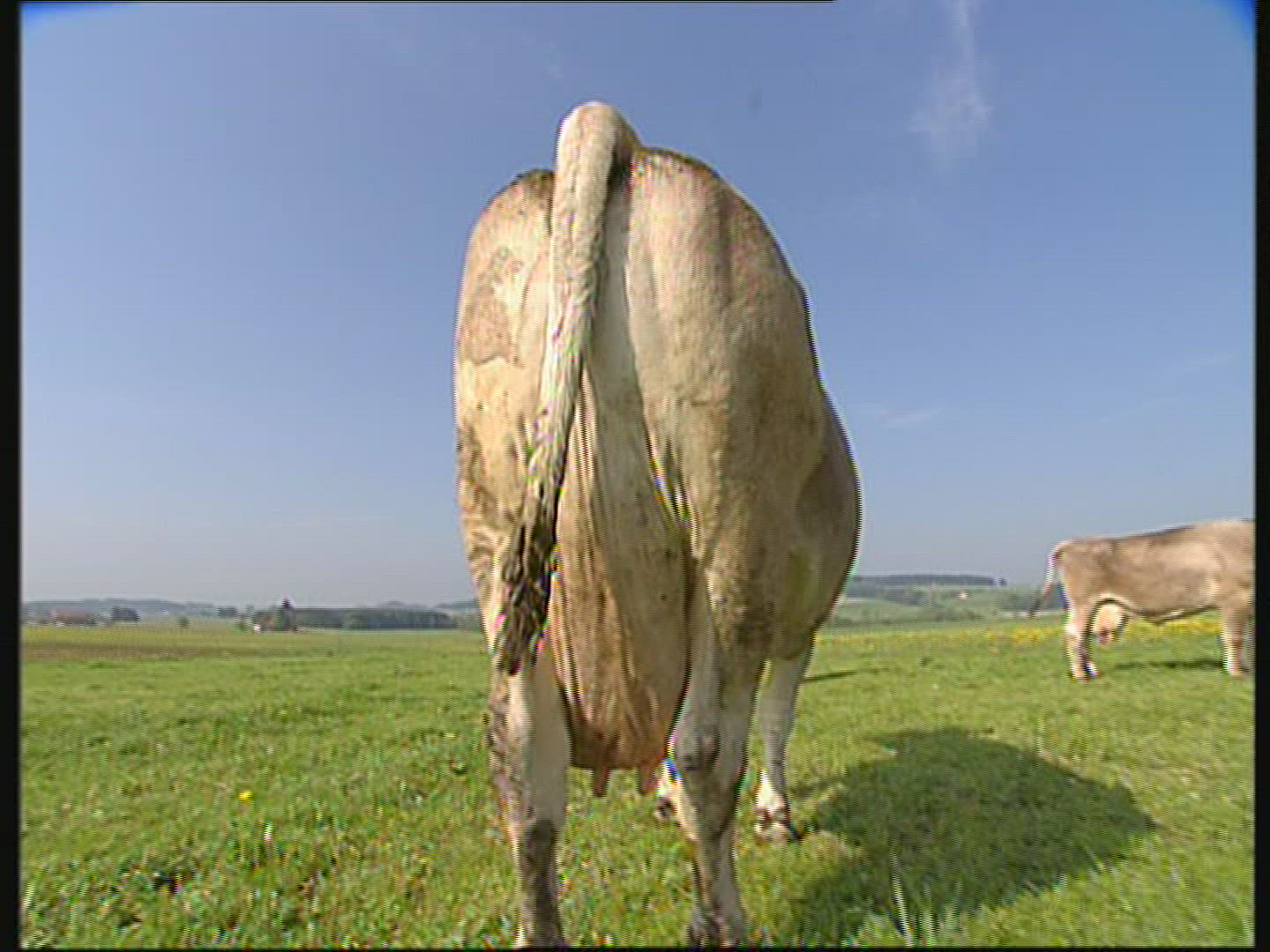 495333409 / Cow / Cattle / Allgaeu
