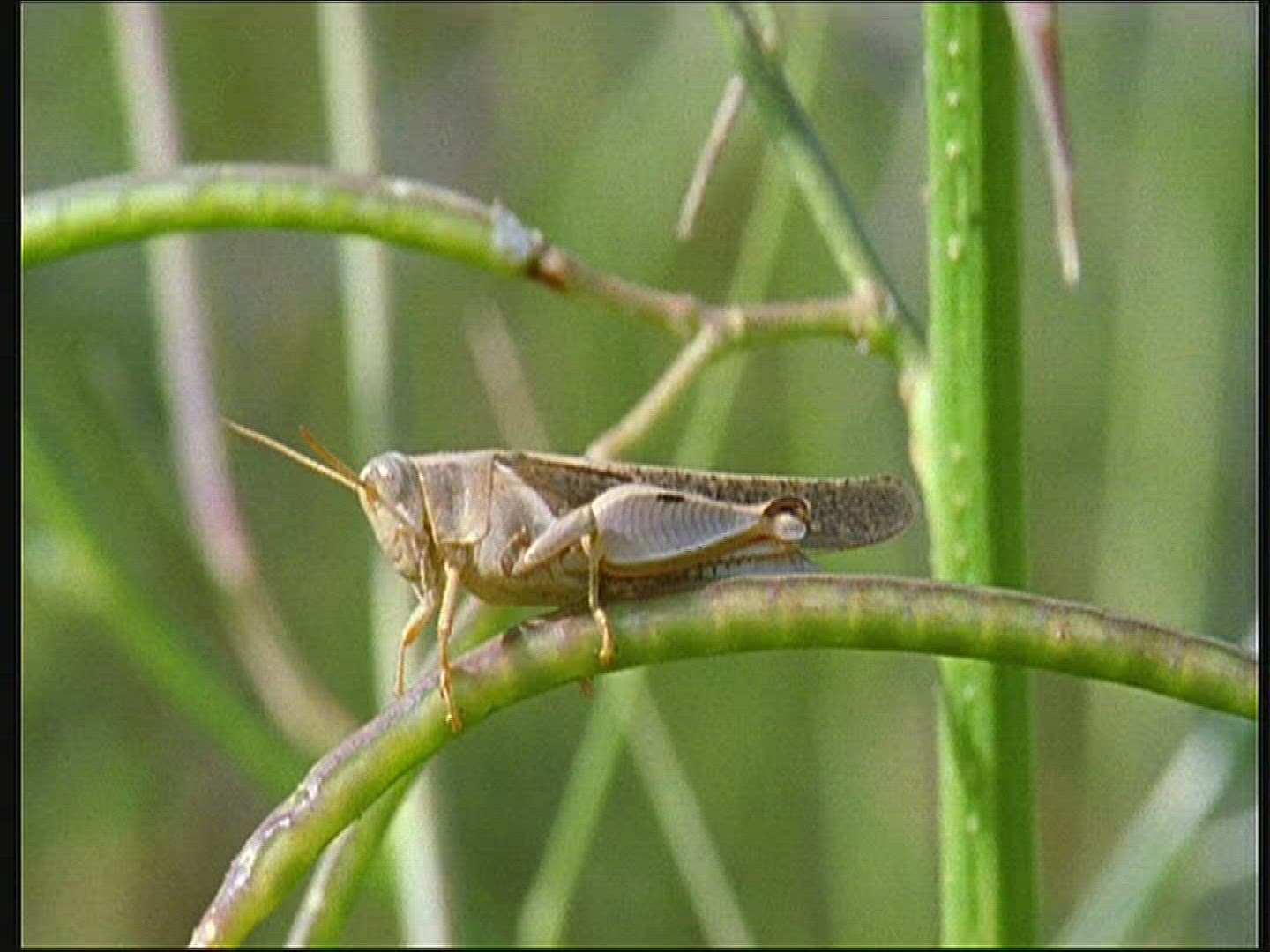 209560984 / Migratory Locust / Senegal