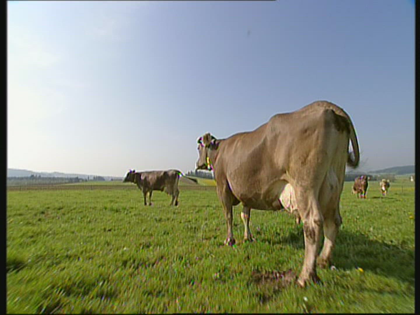 517544570 / Cow / Cattle / Allgaeu