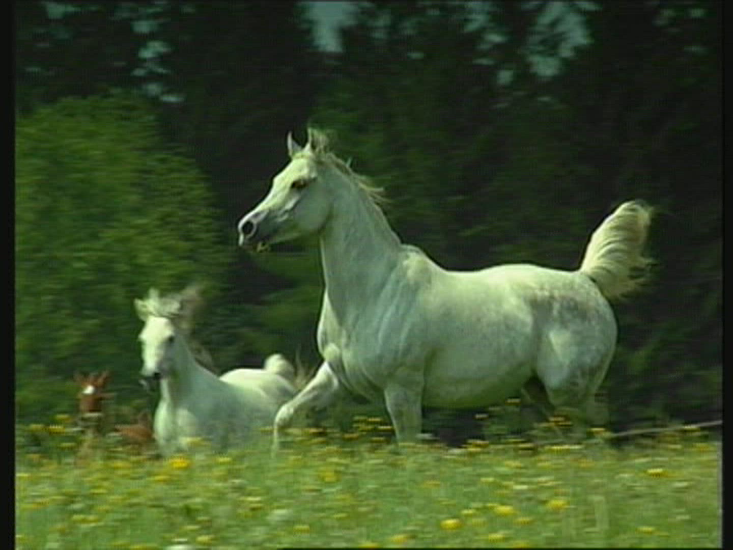 822952829 / Horse / Europe