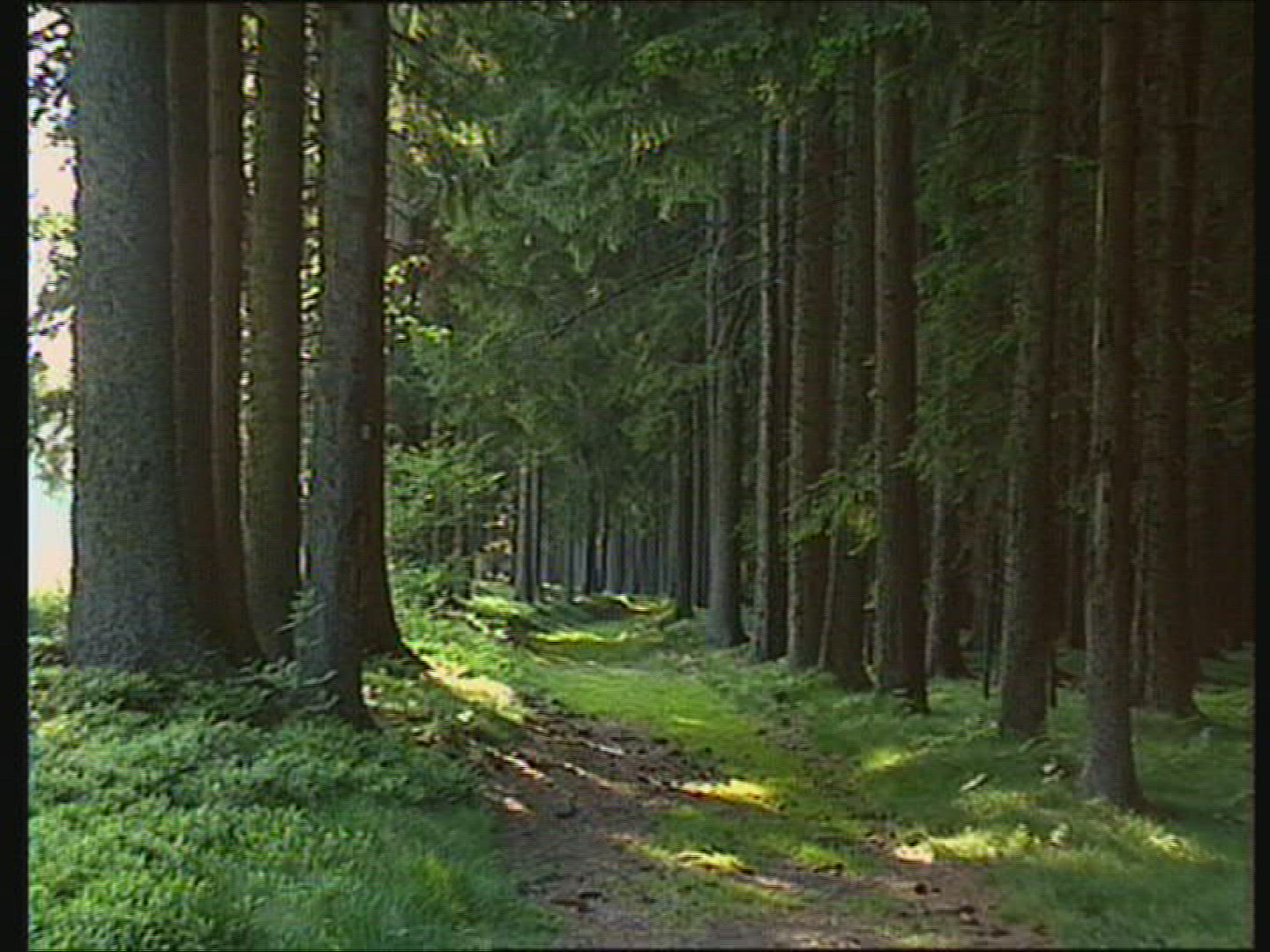 394271165 / Equestrianism / Forest