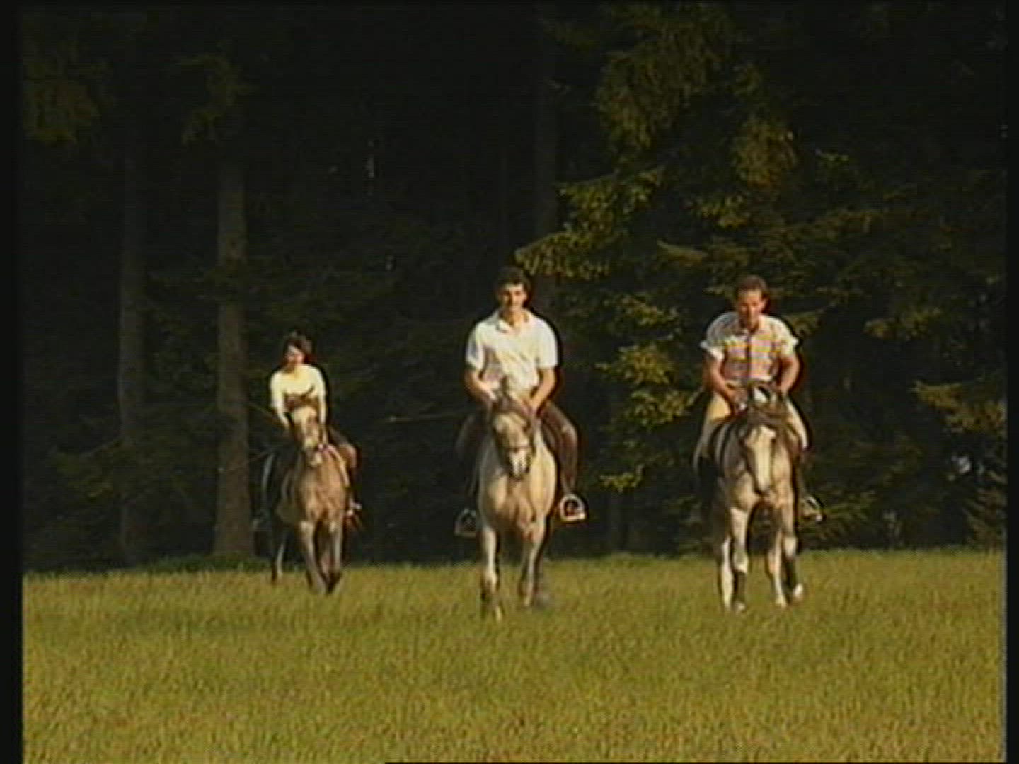 729690729 / Equestrianism / Forest