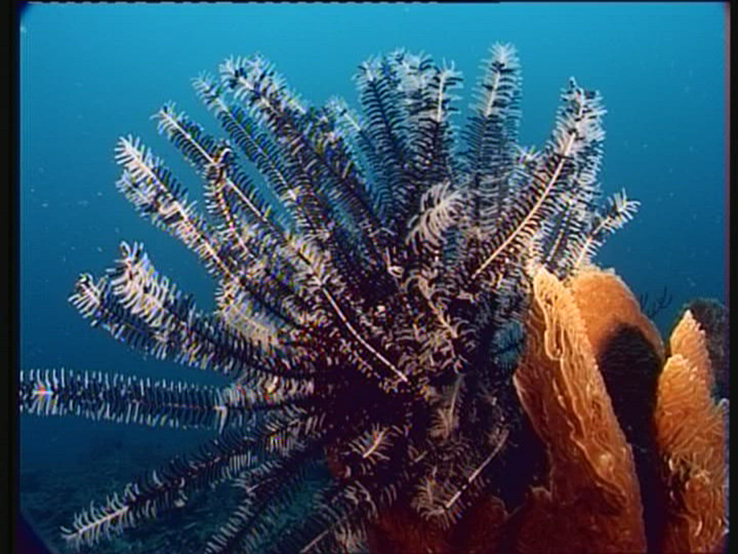 877670654 / Coral / Maldives