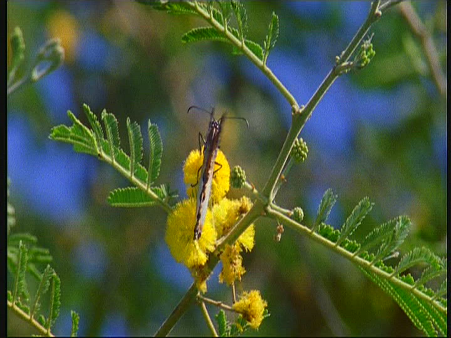 748483239 / Acacia / Blossom / Senegal