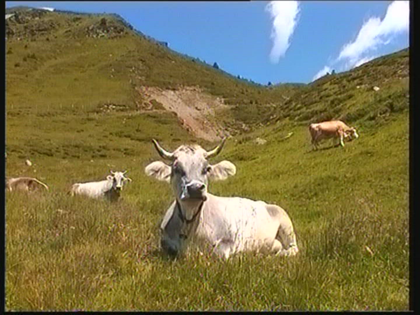 720623363 / Cow / Cattle / Allgaeu