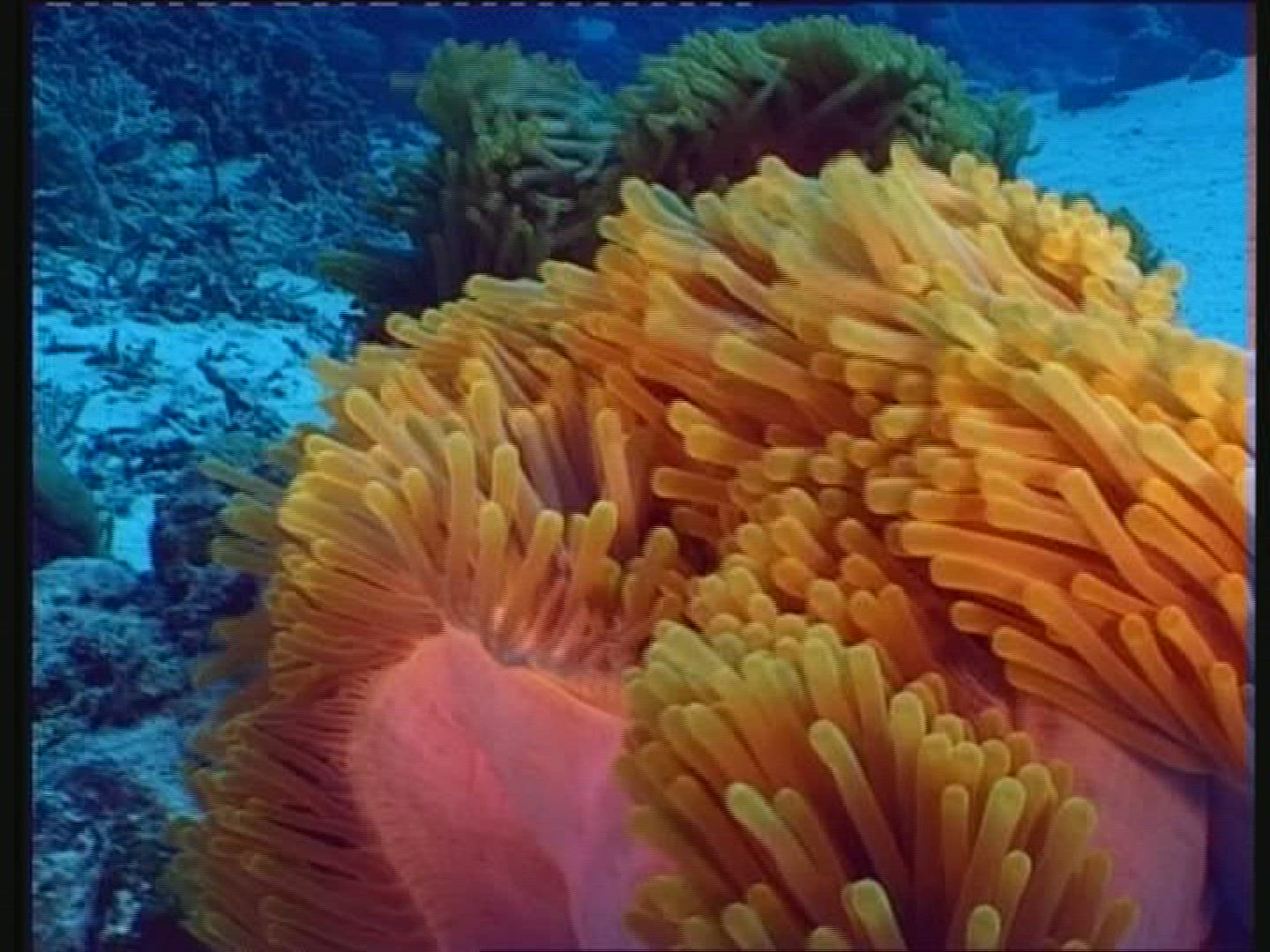 402541091 / Sea Anemone / Maldives