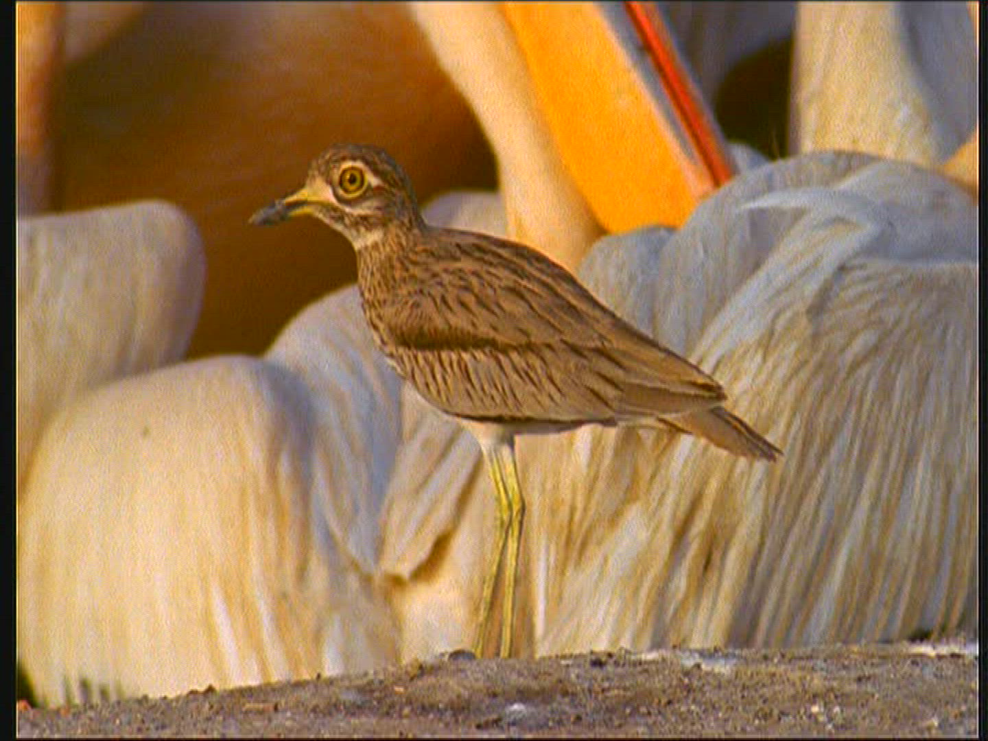 852763383 / Senegal Thick-knee / Senegal