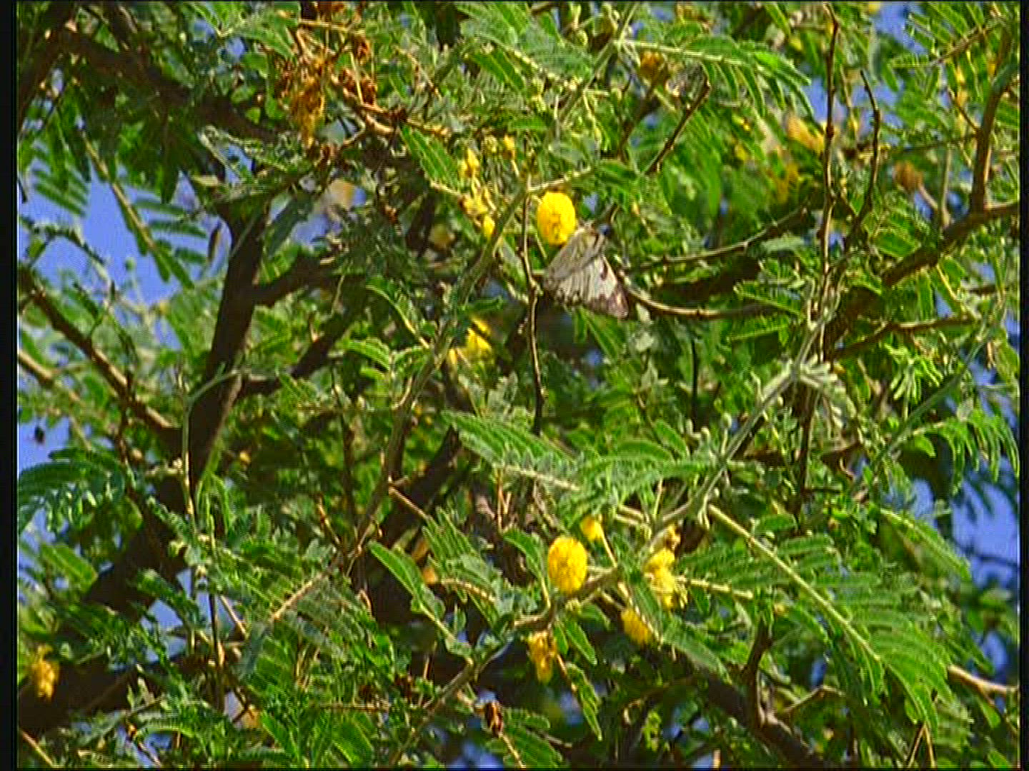382368325 / Acacia / Blossom / Senegal