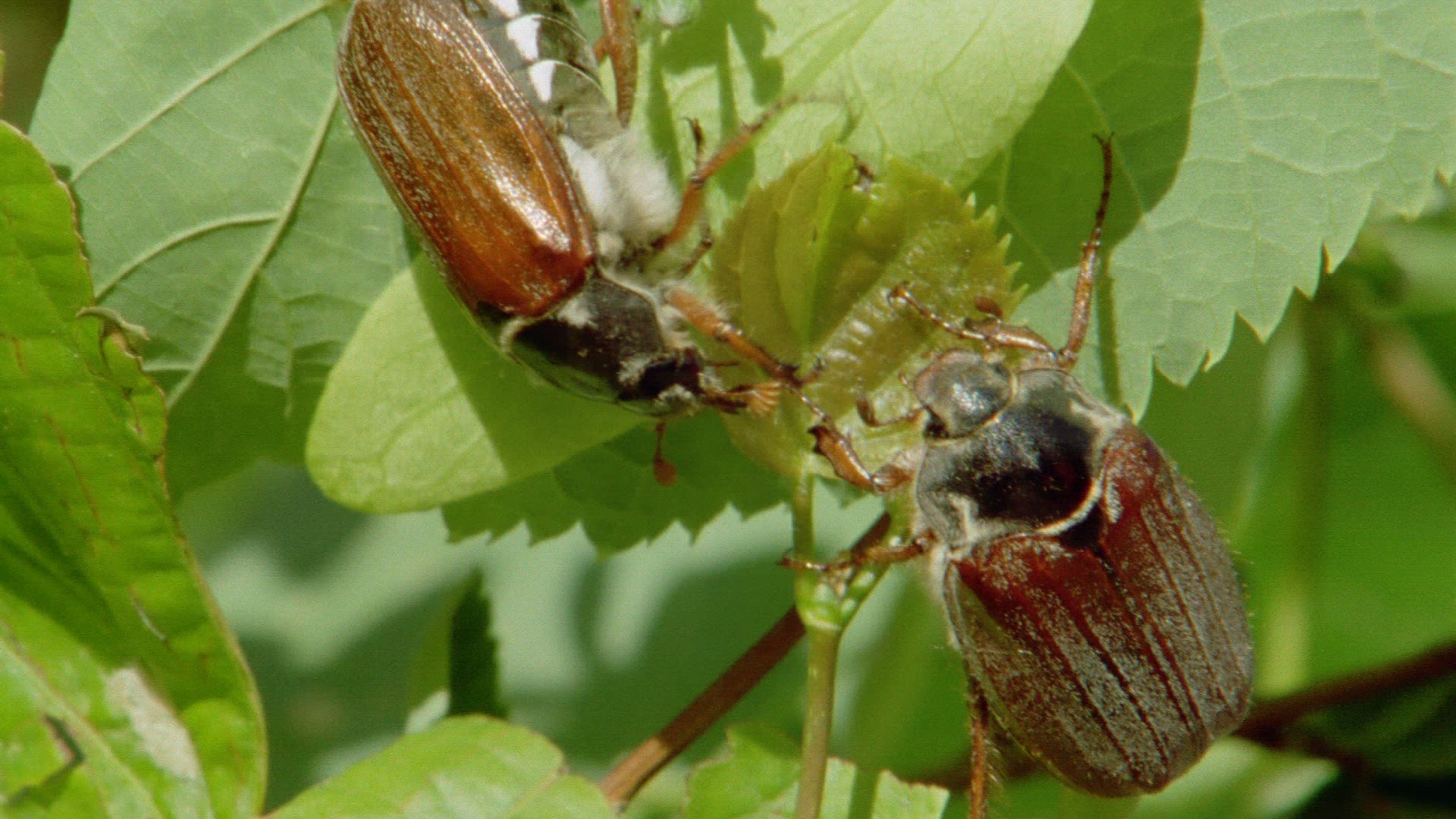 406520153 / Cockchafer / Leaf