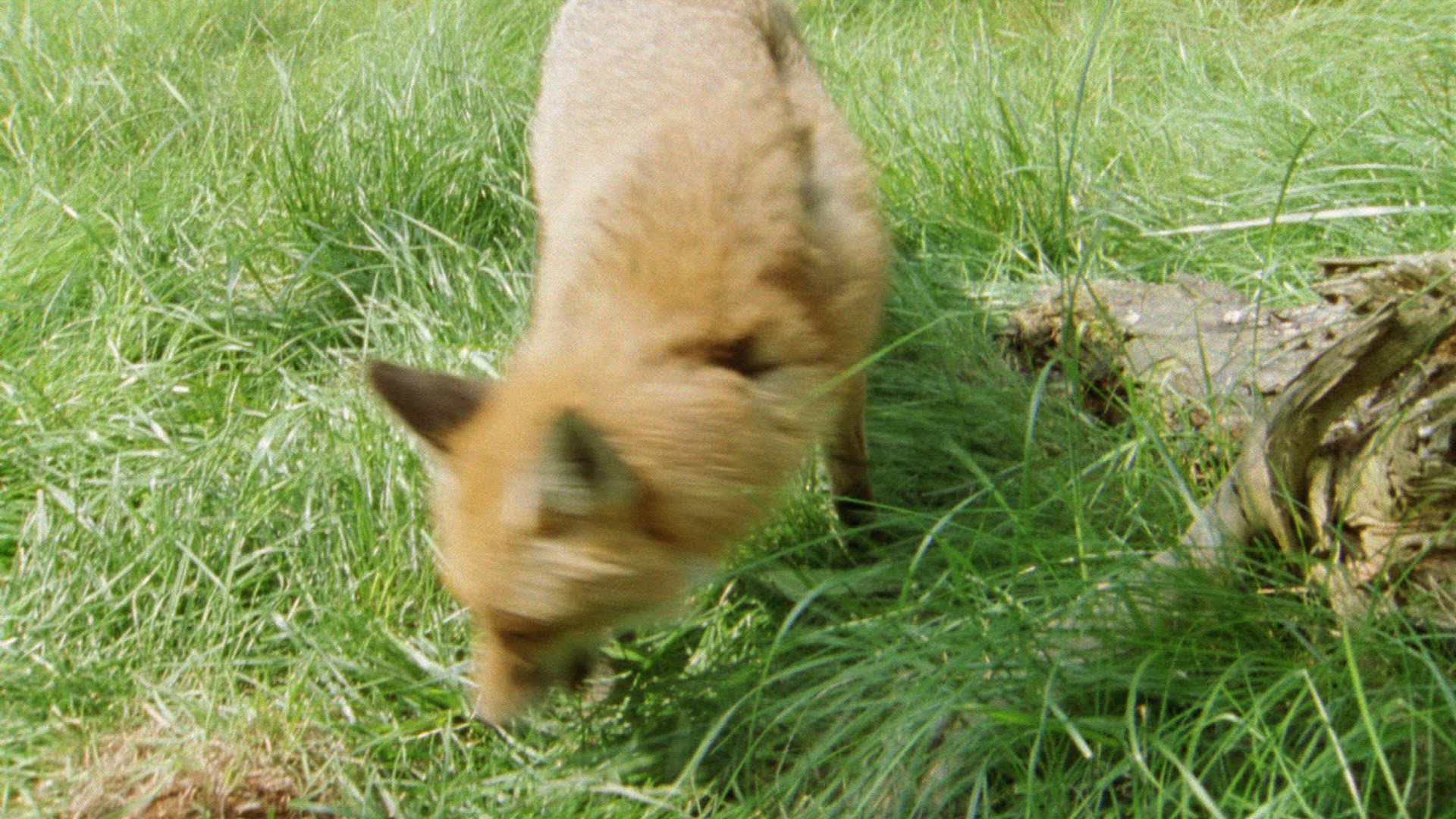 512780227 / Fox / Smelling an Animal / Hunting