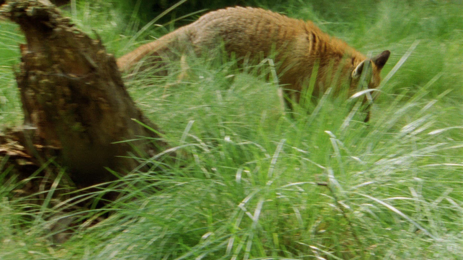 711060982 / Fox / Smelling an Animal / Hunting
