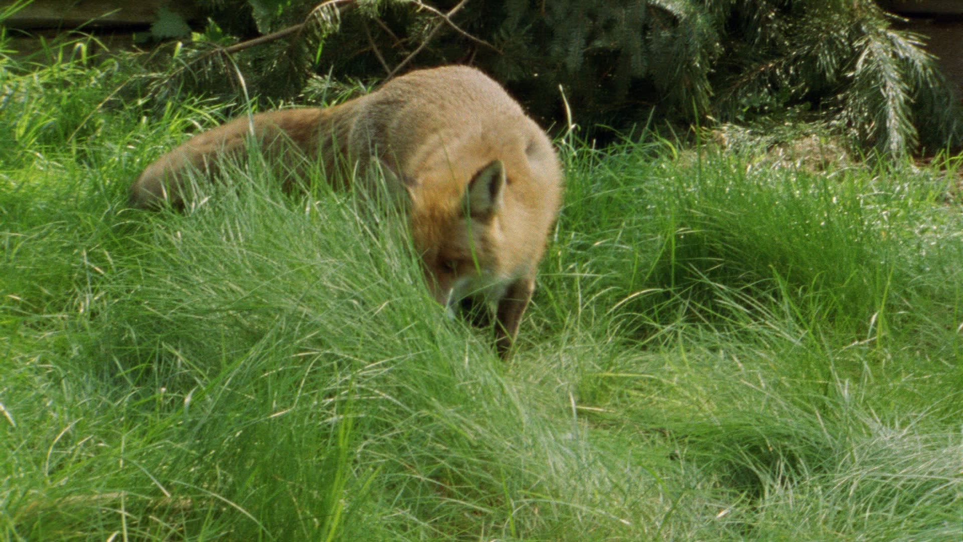 726242331 / Fox / Smelling an Animal / Hunting