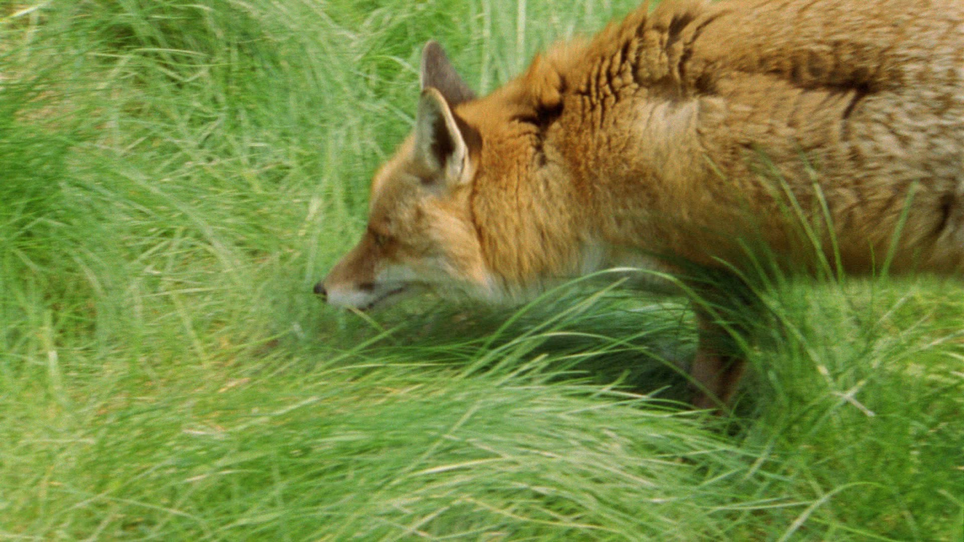292553836 / Fox / Smelling an Animal / Hunting