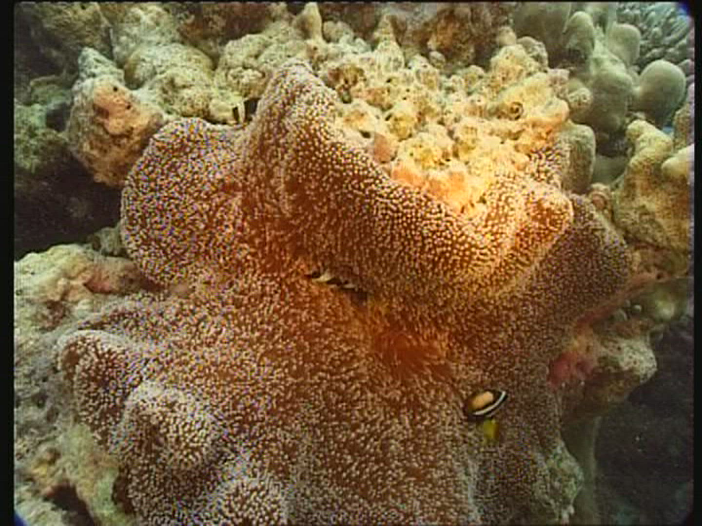 641615497 / Sea Anemone / Maldives
