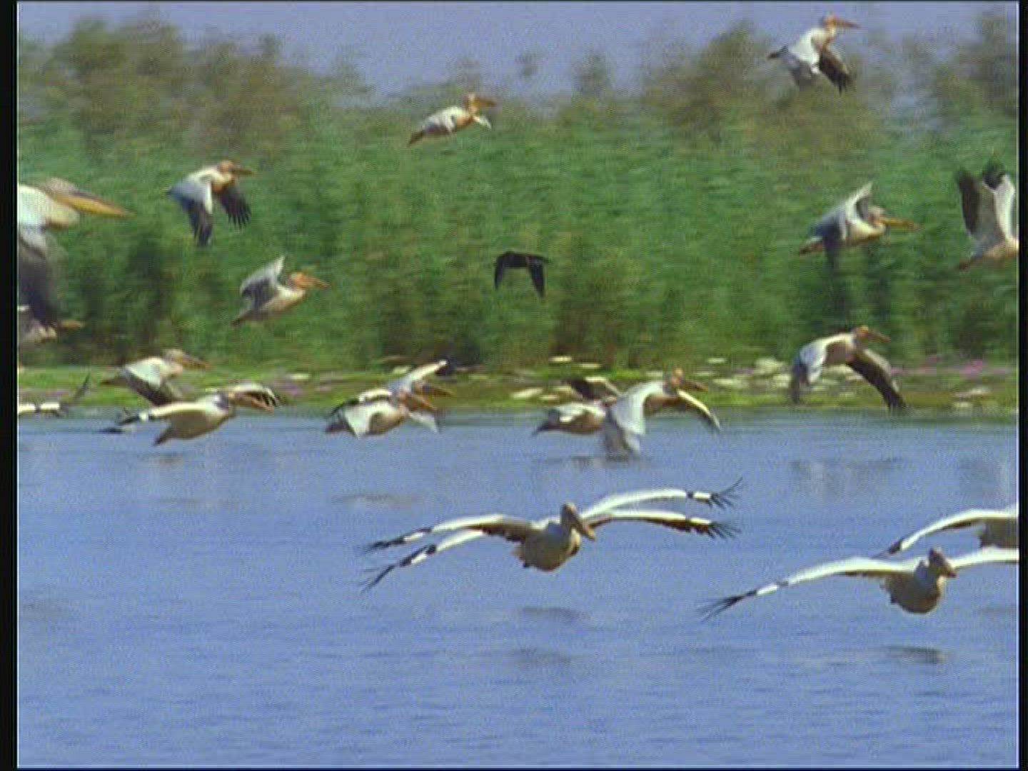 661430972 / Eastern White Pelican / Flying / Senegal
