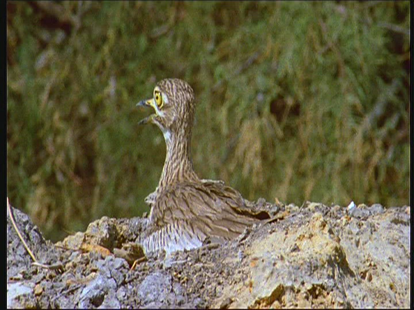441436703 / Senegal Thick-knee / Senegal
