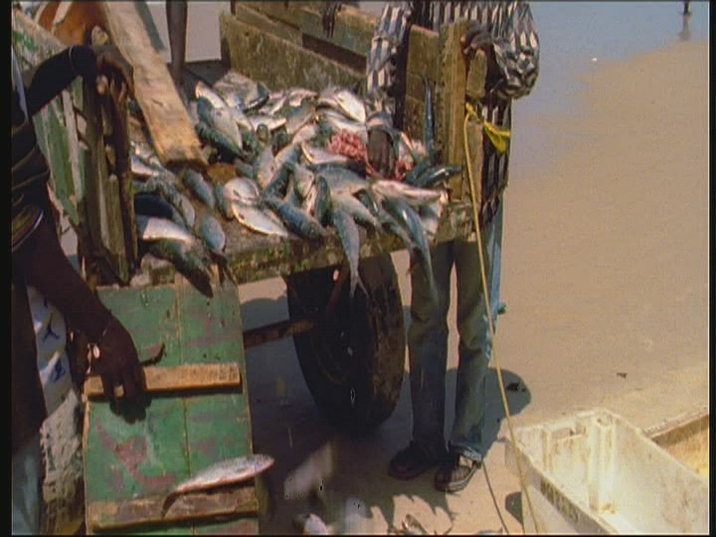 805023496 / Fishery / Senegal