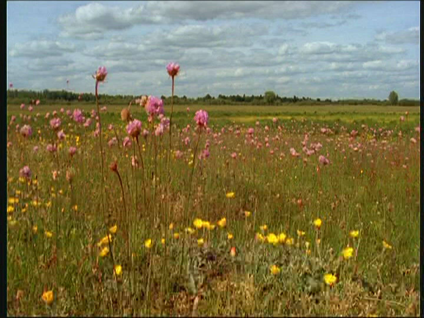 962567230 / Flower Meadow / Masuria / Poland