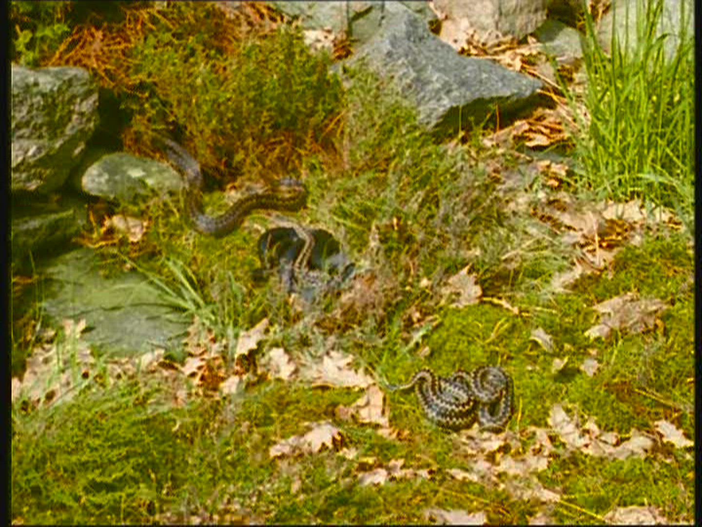 833856498 / European Adder / Snake / Sweden