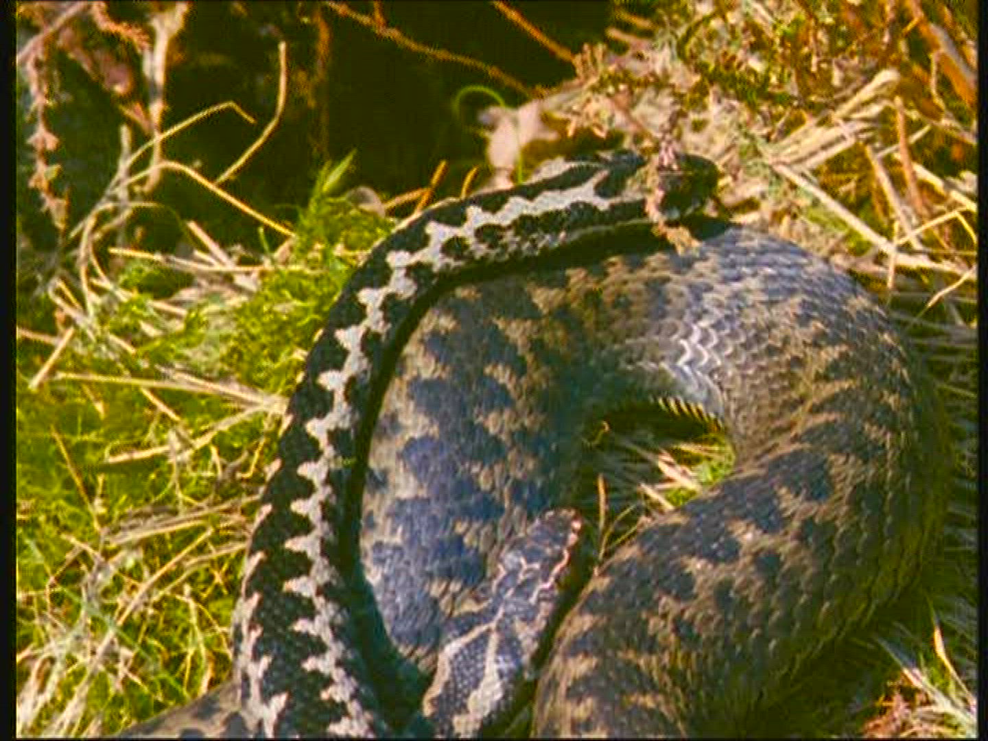 287935595 / European Adder / Snake / Sweden
