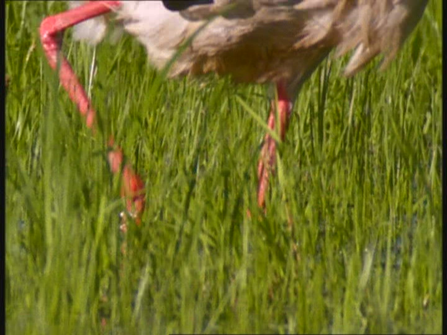 516997081 / Bird / Biebrza / Poland