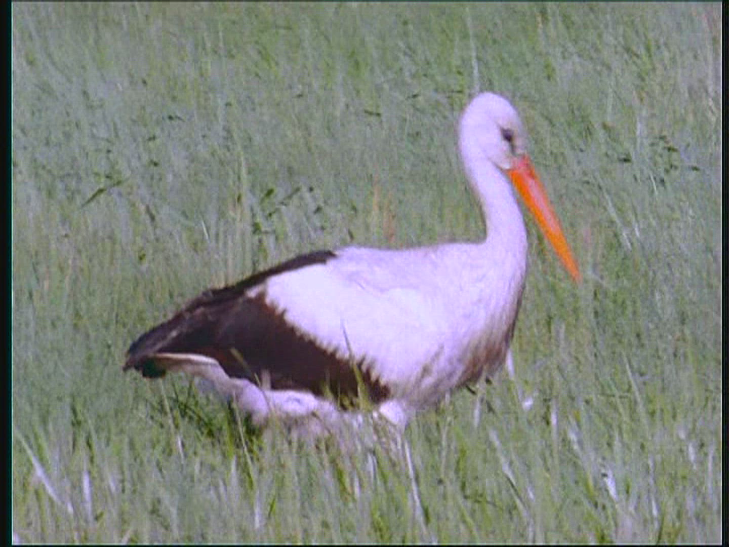 802357413 / White Stork / Foraging / Poland
