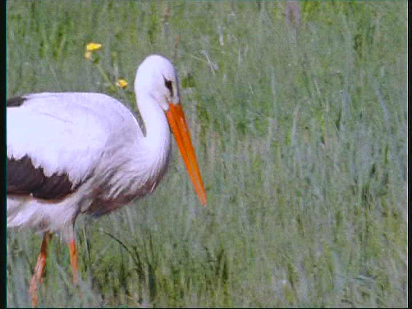 660233024 / White Stork / Foraging / Poland