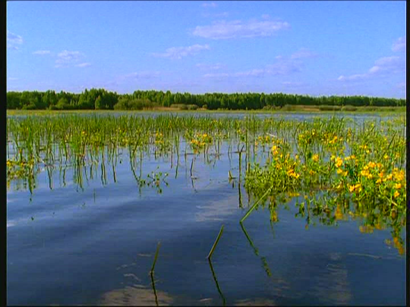 804846297 / Marsh Marigold / Lake / Poland